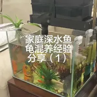 家庭深水鱼龟混养实战经验与关键配置