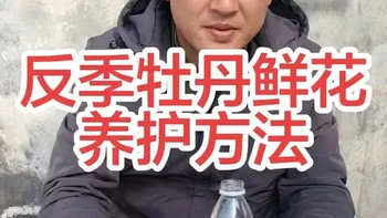 反季节牡丹鲜切花养护指南