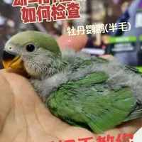 半毛牡丹鹦鹉健康检查指南