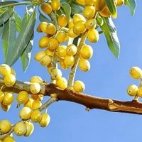 哪个牌子的橄榄油品质高?主流橄榄油品牌盘点与科学选购指南