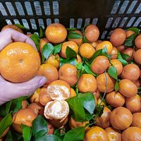 砂糖橘真假难辨？三招教你挑到正宗爆汁甜果