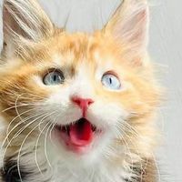 长期喂养口碑稳定的猫粮品牌有哪些？5款主流品牌对比