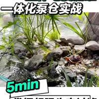 亚体黄缘龟溪流缸造景实战：一体化泵仓与生态过滤系统构建