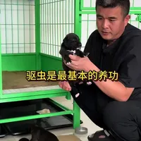 幼犬驱虫全指南：时间节点、频率规划与效果判断