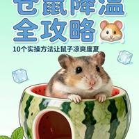 仓鼠降温垫真相：别被“速冷”骗了，实测只有这种能救命