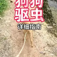 狗狗体内寄生虫识别、用药与驱虫全指南