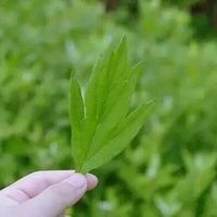 三款热销艾灸贴深度测评：谁真正温和有效又安全？