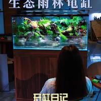 雨林生态龟缸造景全流程：从骨架硬化到生态自循环