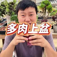 多肉植物发根后上盆与养护指南