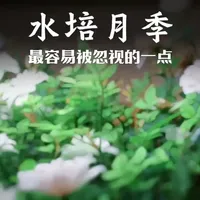 水培月季养护指南：光照选择与参数设置