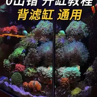 万元内精致海缸开缸教程：低成本与零基础操作指南