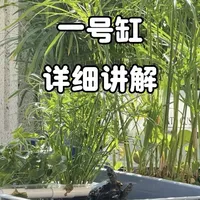 一号生态龟缸制作详解：材料清单与构建步骤