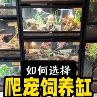 爬宠饲养容器选购指南：材质、结构与功能全解析