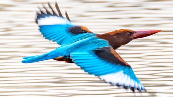 佳能RF100-500mm F4.5-7.1 L IS USM飞鸟拍摄实测：性能均衡的全能长焦之选