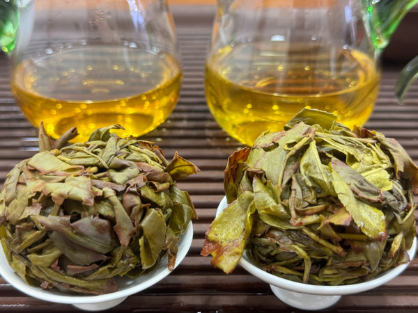 福建最香的乌龙茶——漳平水仙