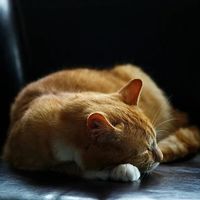 渴望六种鱼猫粮翻车?38%猫咪爱吃,41%直接拒食,真相在这