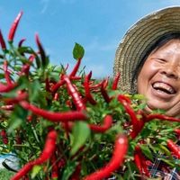 湘赣菜馆“免辣”仍辣?揭秘背后三大真相与避坑指南