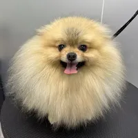 老板不再骂我慢（邪修宠物洗护技巧）