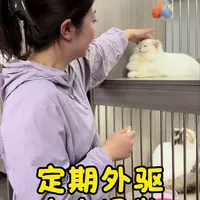 猫咪体外驱虫操作指南：从准备到护理