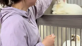 猫咪体外驱虫操作指南：从准备到护理