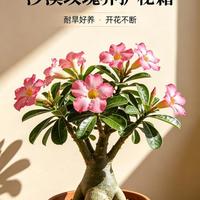 养好沙漠玫瑰有诀窍，管住手勤修剪，主干圆润鼓鼓的