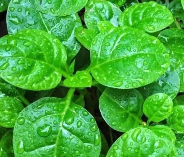 三款智能种菜机实测：谁真能种出小番茄，谁只是摆设？