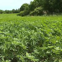 亚麻怎么选？纯麻、麻棉还是天丝混纺？一张表说清透气抗皱舒适度