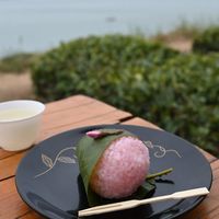 三款樱花饼横评:谁才是春日伴手礼的真·天花板?