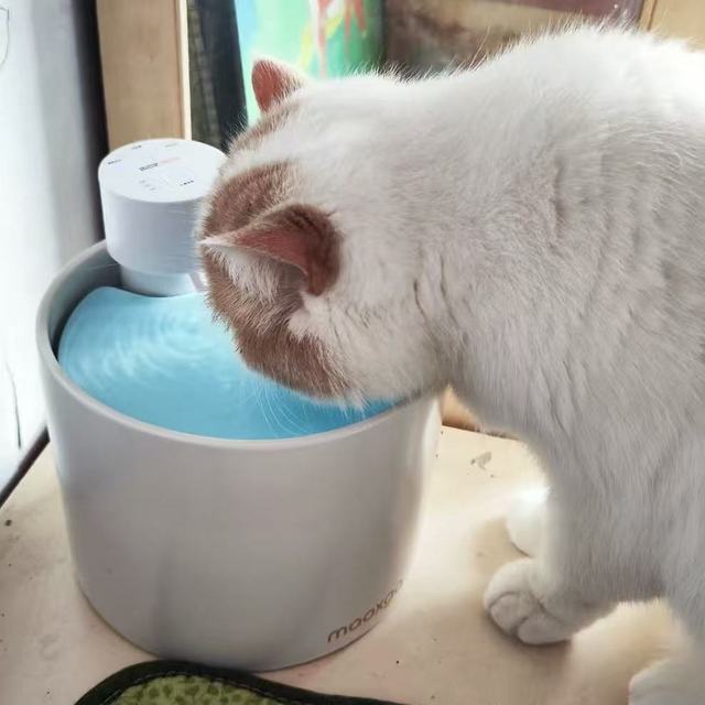 无线恒温 yyds🐱喵享家第五代陶瓷饮水机｜不插电也能喝活水