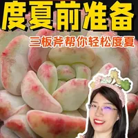多肉植物度夏前的准备工作指南