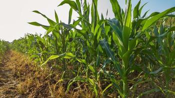 黄糯白糯玉米怎么选？营养口感大不同，一文看懂东北正宗鲜食玉米选购指南