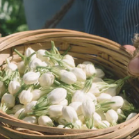 茉莉花茶：那个安静陪伴你的朋友