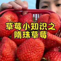 阳台种草莓总发酸？你缺的不是好苗，是这3个控糖关键