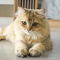 “免刷牙”洁牙凝胶真能护猫牙？兽医揭秘：不刷牙，再贵的凝胶都是白搭