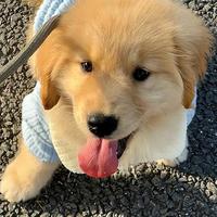 金毛狗粮怎么选？三款高肉粮深度横评，精准匹配不踩雷
