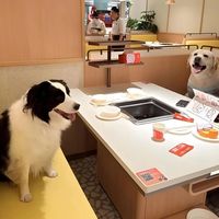 宠物友好餐厅如何平衡服务体验与食安底线？