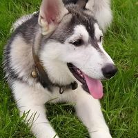 进口老年犬粮涨30%却没升级？三款热门对比后我劝你这样选