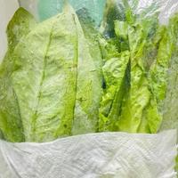 牛皮纸袋真能保鲜？菌菇救星还是叶菜陷阱？