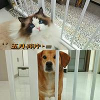 养宠家庭二选一：露营遛狗还是家用围栏？安全便利全对比