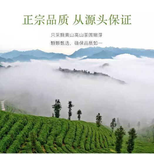 2026黄山毛峰价格回落！口粮茶大降价，自饮送礼怎么买最划算？