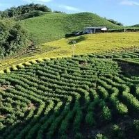 茶花黄叶别乱补铁！硫酸亚铁和螯合铁到底怎么选才不伤根？