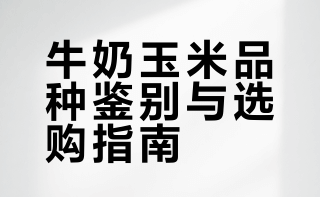 掰包谷，新一茬北海道牛奶玉米成熟啦！超级嫩，冰糖蜜感，奶香爆浆，每年这时候的口感是最棒的。PS: 喜欢牛奶玉米的朋友可分辨品种（图9）。很多爆火的牛奶玉米种源实为雪甜7401种，即以日本北海道原生种为基础，引进国内杂交的新品种。也很清甜，但吞咽后会有些生玉米的涩感。