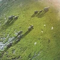 《地球脉动3》最震撼画面如何诞生？深海与夜视技术揭秘