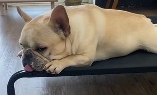 华元vs Petstar行军床实测：中大型犬家庭怎么选才不踩雷？