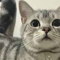 养猫好物｜皮小兽沸石猫砂，除臭结团双在线，低粉尘更安心