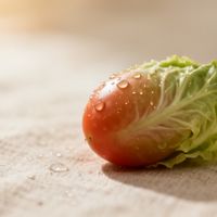 网购有机种子总不发芽？原因和解决方法全解析