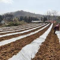 老品种黄糯玉米的5个真假辨别法
