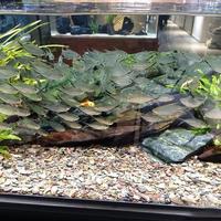 溪流缸翻车？90%新手败在过滤第一步