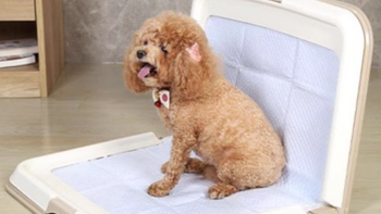 小型犬狗厕所怎么选？三款热门产品实测防踩屎、防外溅、好清洁大比拼