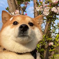 柴犬掉毛不止是换季？用错梳子正在伤它皮肤！